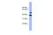 WD40 repeat-containing protein SMU1 antibody, GTX44960, GeneTex, Western Blot image 