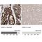 V-Set And Immunoglobulin Domain Containing 1 antibody, NBP1-81074, Novus Biologicals, Immunohistochemistry paraffin image 
