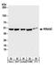 Ras Related GTP Binding C antibody, A304-299A, Bethyl Labs, Western Blot image 