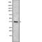 CD7 Molecule antibody, abx149097, Abbexa, Western Blot image 