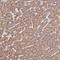 Phosphoglycolate Phosphatase antibody, PA5-61300, Invitrogen Antibodies, Immunohistochemistry frozen image 