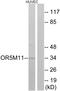 Olfactory Receptor Family 5 Subfamily M Member 11 antibody, GTX87486, GeneTex, Western Blot image 