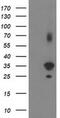 Pleckstrin Homology Domain Containing A3 antibody, MA5-25549, Invitrogen Antibodies, Western Blot image 