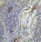 Lymphocyte Activating 3 antibody, SD8841, ProSci, Immunohistochemistry frozen image 