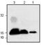 Interleukin 3 antibody, PA1-32180, Invitrogen Antibodies, Western Blot image 
