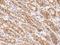 Uroporphyrinogen III Synthase antibody, 200913-T08, Sino Biological, Immunohistochemistry paraffin image 