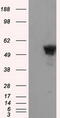 SHC Adaptor Protein 1 antibody, M00796, Boster Biological Technology, Western Blot image 
