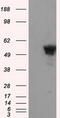 SHC-transforming protein 1 antibody, M00796, Boster Biological Technology, Western Blot image 