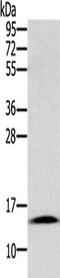 Cystatin SA antibody, CSB-PA063818, Cusabio, Western Blot image 