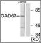 Glutamate Decarboxylase 1 antibody, orb95967, Biorbyt, Western Blot image 