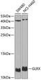 Glutaredoxin antibody, GTX54140, GeneTex, Western Blot image 