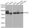 Heat Shock Protein Family A (Hsp70) Member 9 antibody, STJ24100, St John