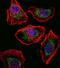 SRY-Box 4 antibody, GTX82513, GeneTex, Immunofluorescence image 