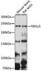 Fer-1 Like Family Member 5 antibody, A15926, ABclonal Technology, Western Blot image 