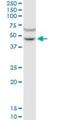 G Protein-Coupled Receptor Class C Group 5 Member C antibody, H00055890-B01P, Novus Biologicals, Western Blot image 