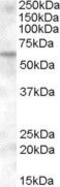 Karyopherin Subunit Alpha 6 antibody, PA5-18935, Invitrogen Antibodies, Western Blot image 