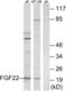 Fibroblast Growth Factor 22 antibody, LS-C119517, Lifespan Biosciences, Western Blot image 