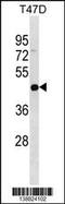 Interleukin 22 Receptor Subunit Alpha 2 antibody, 59-974, ProSci, Western Blot image 