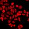 Basic Leucine Zipper Nuclear Factor 1 antibody, orb412449, Biorbyt, Immunofluorescence image 