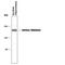 Glutamate Ionotropic Receptor NMDA Type Subunit 2A antibody, PPS012, R&D Systems, Western Blot image 