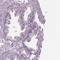 TMEM231 antibody, HPA042081, Atlas Antibodies, Immunohistochemistry frozen image 