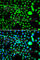 Structural Maintenance Of Chromosomes Flexible Hinge Domain Containing 1 antibody, A7214, ABclonal Technology, Immunofluorescence image 