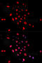 Jun Proto-Oncogene, AP-1 Transcription Factor Subunit antibody, MBS125792, MyBioSource, Immunofluorescence image 