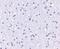 APC1 antibody, PA5-20941, Invitrogen Antibodies, Immunohistochemistry frozen image 