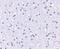 APC1 antibody, PA5-20941, Invitrogen Antibodies, Immunohistochemistry frozen image 