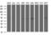 Ankyrin repeat and MYND domain-containing protein 2 antibody, LS-C338468, Lifespan Biosciences, Western Blot image 