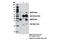 BCL2 Interacting Protein 3 Like antibody, 12396S, Cell Signaling Technology, Immunoprecipitation image 