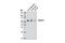 Solute Carrier Family 17 Member 7 antibody, 12331S, Cell Signaling Technology, Western Blot image 