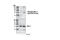 Induced myeloid leukemia cell differentiation protein Mcl-1 antibody, 4579S, Cell Signaling Technology, Western Blot image 