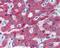 Complement Factor H antibody, 48-034, ProSci, Immunohistochemistry frozen image 