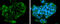 G Protein-Coupled Receptor 15 antibody, GTX131192, GeneTex, Immunocytochemistry image 