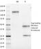 CD1a Molecule antibody, 33-482, ProSci, Western Blot image 