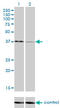 Upstream Transcription Factor 1 antibody, LS-C198416, Lifespan Biosciences, Western Blot image 