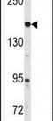 ABL Proto-Oncogene 2, Non-Receptor Tyrosine Kinase antibody, PA5-12538, Invitrogen Antibodies, Western Blot image 