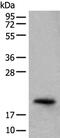 Crystallin Gamma S antibody, PA5-68412, Invitrogen Antibodies, Western Blot image 