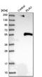 Plasminogen Activator, Urokinase antibody, HPA008719, Atlas Antibodies, Western Blot image 