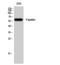 Paxillin antibody, STJ94972, St John