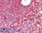 Proteasome Subunit Beta 8 antibody, LS-B9206, Lifespan Biosciences, Immunohistochemistry paraffin image 