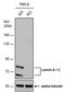 Lamin A/C antibody, PA5-78041, Invitrogen Antibodies, Western Blot image 