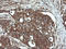 Dynamin 1 Like antibody, LS-C338052, Lifespan Biosciences, Immunohistochemistry frozen image 