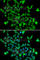 Aspartoacylase antibody, A7271, ABclonal Technology, Immunofluorescence image 