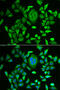Retinol Binding Protein 3 antibody, 22-193, ProSci, Immunofluorescence image 