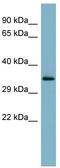Mucin 15, Cell Surface Associated antibody, TA337897, Origene, Western Blot image 