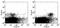 Killer Cell Lectin Like Receptor K1 antibody, 16-5873-82, Invitrogen Antibodies, Flow Cytometry image 