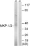 MKP-1 antibody, LS-C118363, Lifespan Biosciences, Western Blot image 