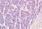 BPI Fold Containing Family B Member 6 antibody, orb2144, Biorbyt, Immunohistochemistry paraffin image 